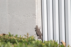 Sceloporus grammicus