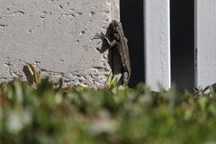 Sceloporus grammicus