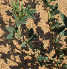 Crotalaria sphaerocarpa