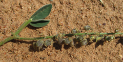 Crotalaria sphaerocarpa