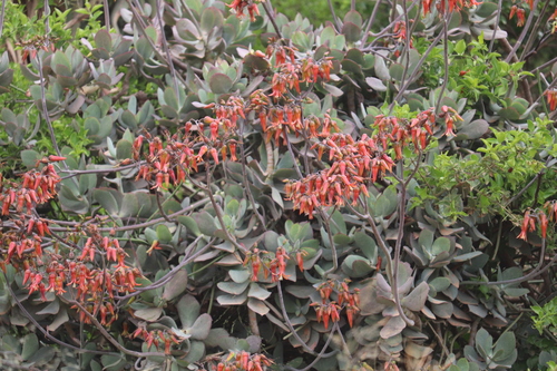 Image of Cotyledon velutina by no rights reserved