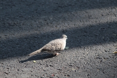Columbina inca