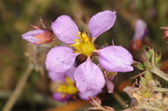 Fagonia chilensis