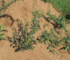 Crotalaria sphaerocarpa