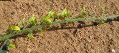 Crotalaria sphaerocarpa