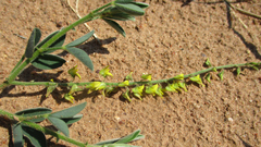Crotalaria sphaerocarpa