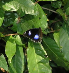 Hypolimnas bolina bolina