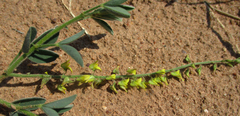 Crotalaria sphaerocarpa
