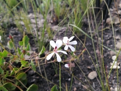 Pelargonium setulosum