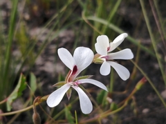 Pelargonium setulosum