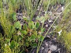 Pelargonium setulosum