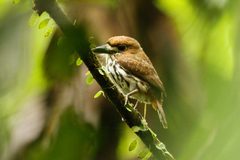 Micromonacha lanceolata