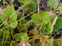 Pelargonium setulosum
