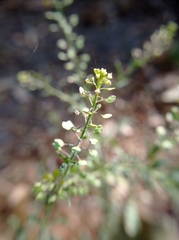 Lepidium virginicum