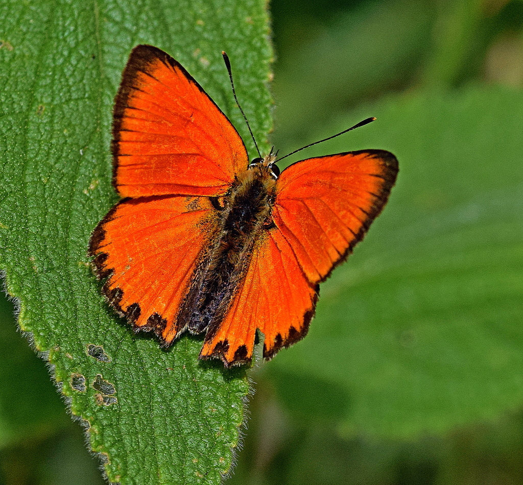 Scarce Copper