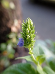 Salvia hispanica