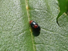 Podagrica malvae
