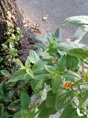 Salvia hispanica