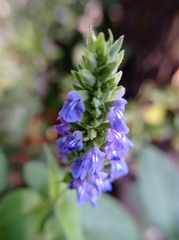Salvia hispanica