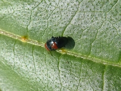 Podagrica malvae