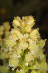 Menonvillea minima
