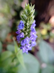 Salvia hispanica