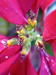 Euphorbia pulcherrima