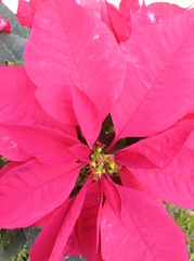 Euphorbia pulcherrima