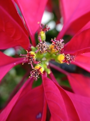 Euphorbia pulcherrima