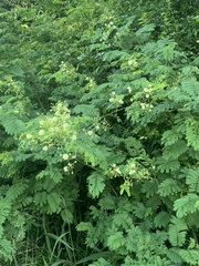 Acaciella