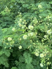 Acaciella