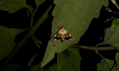 Aetholix flavibasalis