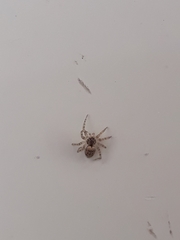 Oecobius maculatus