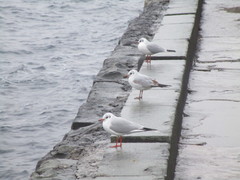 Chroicocephalus ridibundus