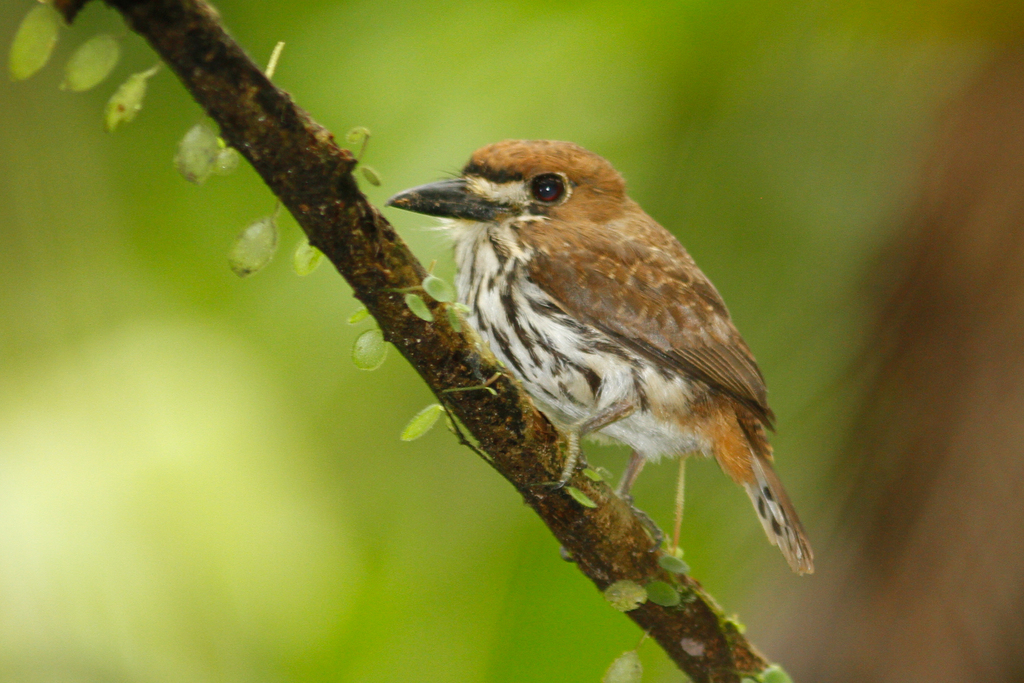 Lanceolated Monklet photo