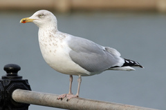 Larus argentatus