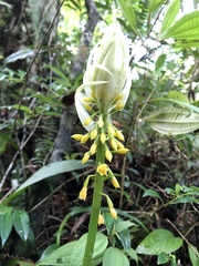 Calanthe actinomorpha
