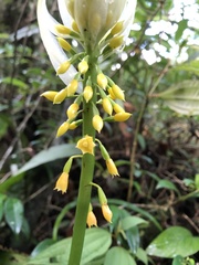 Calanthe actinomorpha