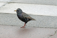 Sturnus vulgaris