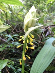 Calanthe actinomorpha