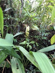 Calanthe actinomorpha