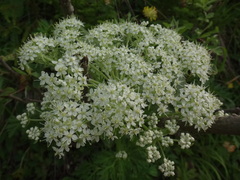 Pleurospermum austriacum
