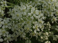 Pleurospermum austriacum