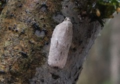 Acleris logiana