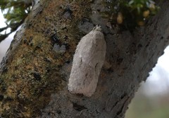 Acleris logiana