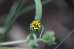 Melampodium strigosum