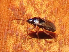 Stilbocoris