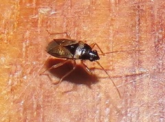 Stilbocoris
