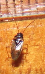 Stilbocoris
