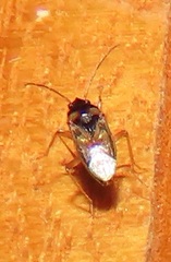 Stilbocoris